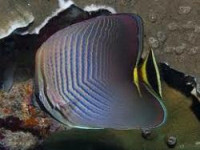 Фото Бабочка треугольная Chaetodon triangulum  (photo#119216)