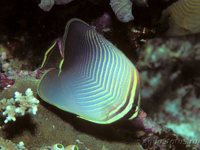 Фото Бабочка треугольная Chaetodon triangulum  (photo#119217)