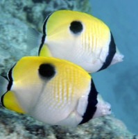 Фото Бабочка унимакулятус Китайский павлиний глаз Chaetodon unimaculatus  (photo#119233)