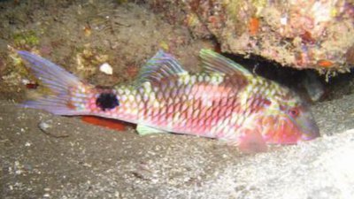 Фото Барабуля бородатая Parupeneus macronema  (photo#119251)