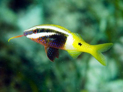 Фото Барабуля двуцветная Parupeneus barberinoides  (photo#119253)