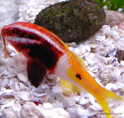 Фото Барабуля двуцветная Parupeneus barberinoides  (photo#119254)