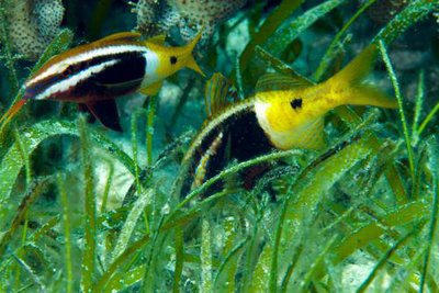 Фото Барабуля двуцветная Parupeneus barberinoides  (photo#119255)