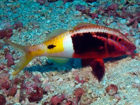 Фото Барабуля двуцветная Parupeneus barberinoides  (photo#119256)