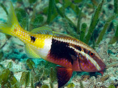 Фото Барабуля двуцветная Parupeneus barberinoides  (photo#119257)