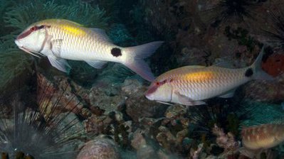 Фото Барабуля индийская Parupeneus indicus  (photo#119268)