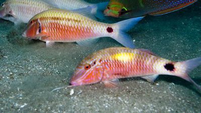 Фото Барабуля индийская Parupeneus indicus  (photo#119269)
