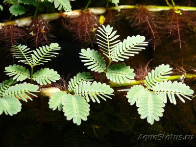 Ложная мимоза, асхиномена (Aeschynomene fluitans)