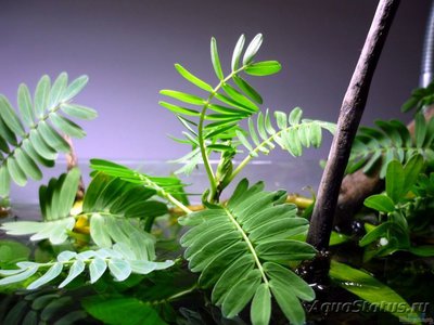 Ложная мимоза, асхиномена (Aeschynomene fluitans)