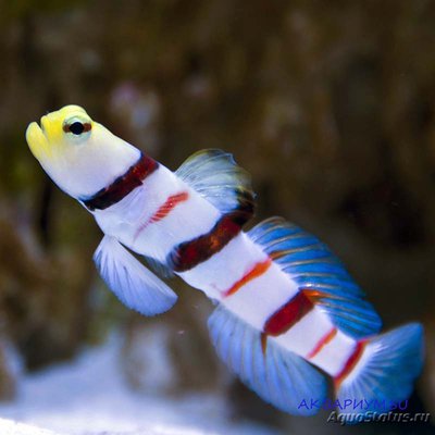 Фото Бычок дракула Stonogobiops dracula  (photo#119319)