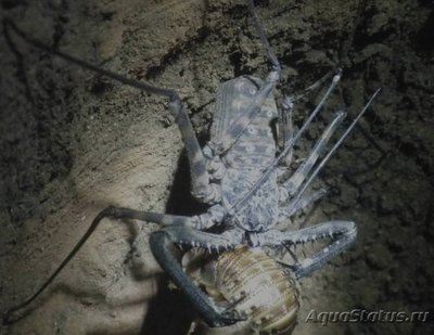 Фото Дамон Damon variegatus  (photo#119418)