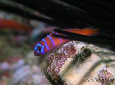 Фото Бычок Каталина Lythrypnus dalli  (photo#119429)