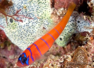 Фото Бычок Каталина Lythrypnus dalli  (photo#119430)