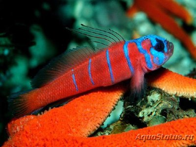 Фото Бычок Каталина Lythrypnus dalli  (photo#119431)