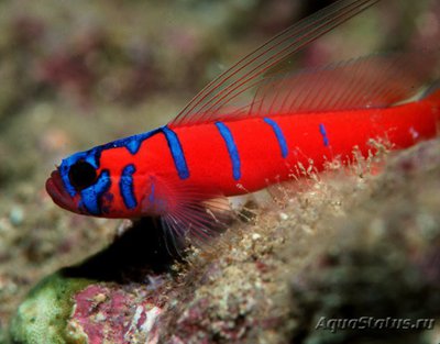 Фото Бычок Каталина Lythrypnus dalli  (photo#119433)