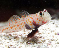 Фото Бычок креветочный пятнистый Amblyeleotris guttata  (photo#119479)