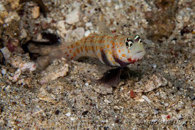 Фото Бычок креветочный пятнистый Amblyeleotris guttata  (photo#119481)