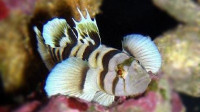 Фото Бычок чернополосый Priolepis nocturnus  (photo#119565)
