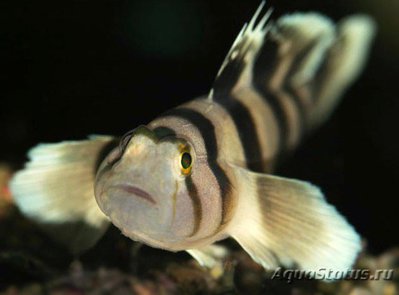 Фото Бычок чернополосый Priolepis nocturnus  (photo#119566)