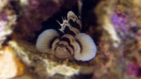 Фото Бычок чернополосый Priolepis nocturnus  (photo#119568)