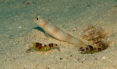 Фото Бычок Штейница Amblyeleotris steinitzi  (photo#119604)