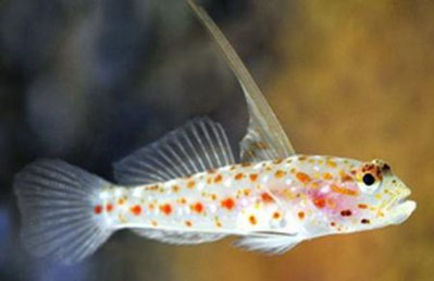 Фото Бычок-креветка тангароа Ctenogobiops tangaroai  (photo#119705)