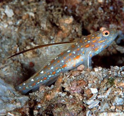 Фото Бычок-креветка тангароа Ctenogobiops tangaroai  (photo#119706)