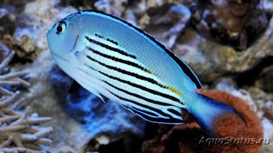 Фото Ангел лирохвостый Ватанбе Genicanthus watanabei  (photo#119815)