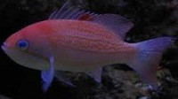 Фото Антиас лузонский Pseudanthias luzonensis  (photo#119932)