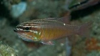 Фото Апогон полосатобрюхий Apogon ventrifasciatus  (photo#120020)