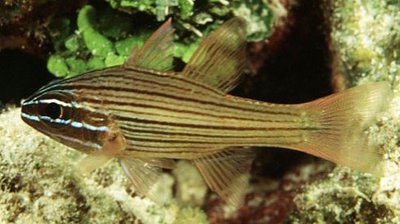 Фото Апогон полосатобрюхий Apogon ventrifasciatus  (photo#120021)