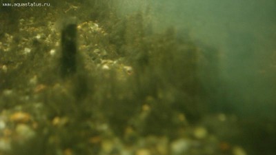 Фото Определение водорослей в аквариуме (photo#12007)