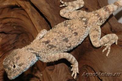 Фото Агама изменчивая Trapelus mutabilis  (photo#120110)