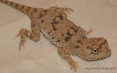 Фото Агама изменчивая Trapelus mutabilis  (photo#120111)