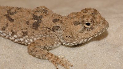 Фото Агама изменчивая Trapelus mutabilis  (photo#120112)