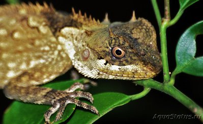 Фото Акантозавр крестоносный Acanthosaura crucigera  (photo#120213)