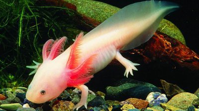 Фото Аксолотль, амбистома мексиканская Ambystoma mexicanum  (photo#120218)