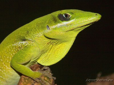 Фото Анолис белогубый Anolis coelestinus Haiti White Lipped Anole  (photo#120248)