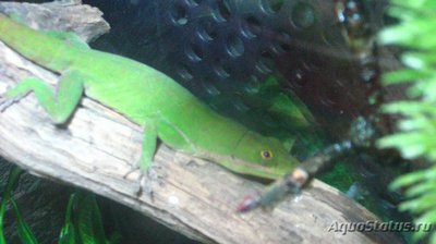 Фото Анолис белогубый Anolis coelestinus Haiti White Lipped Anole  (photo#120249)