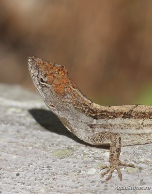 Фото Анолис бурый Norops sagrei Brown Anole  (photo#120250)