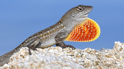 Фото Анолис бурый Norops sagrei Brown Anole  (photo#120251)