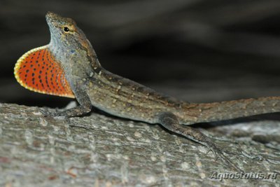Фото Анолис бурый Norops sagrei Brown Anole  (photo#120252)