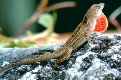 Фото Анолис бурый Norops sagrei Brown Anole  (photo#120254)