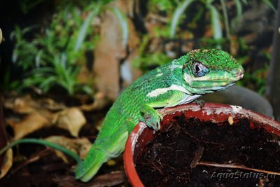 Фото Анолис-рыцарь Anolis equestris Cuban Anole  (photo#120264)