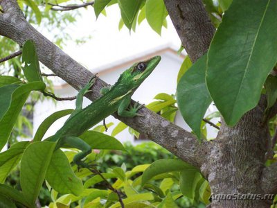 Фото Анолис-рыцарь Anolis equestris Cuban Anole  (photo#120265)