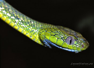 Фото Бойга зеленая Boiga cyanea Green Cat Snake  (photo#120292)