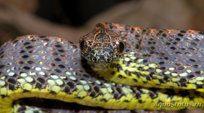 Фото Бойга яшмовая узорчатая Boiga jaspidea  (photo#120299)