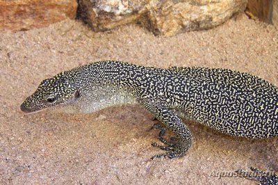 Фото Варан индийский мангровый Varanus indicus  (photo#120302)