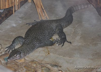 Фото Варан индийский мангровый Varanus indicus  (photo#120303)
