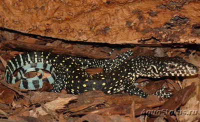 Фото Варан синехвостый Varanus doreanus  (photo#120308)
